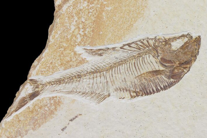 Bargain Diplomystus Fossil Fish - Wyoming #103952